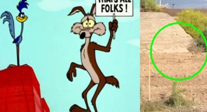 Los 'Looney Tunes' cobran vida; coyote persigue a correcaminos y el video se hace viral