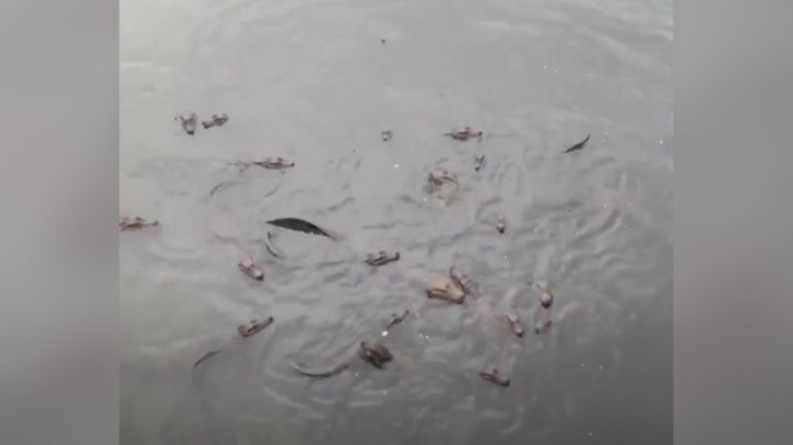 VIDEO: Hombre alimenta grupo hambriento de caimanes con pan y se vuelve viral su reacción