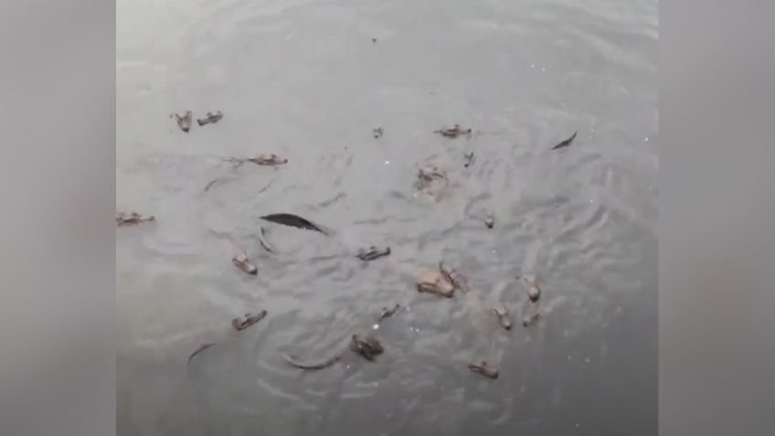 VIDEO: Hombre alimenta grupo hambriento de caimanes con pan y se vuelve viral su reacción