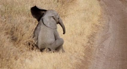 VIDEO: Bebé elefante causa ternura en redes sociales al hacer berrinche a su mamá