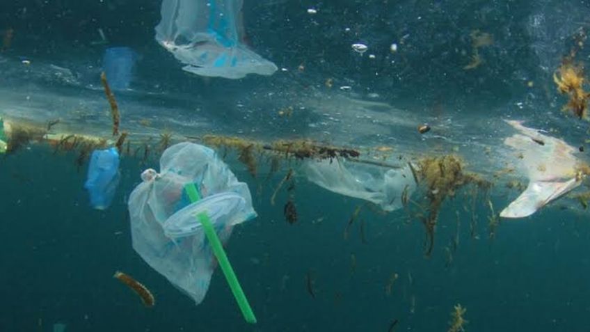 ¡Alarmante! Ecosistema marino colapsaría esta década, según estudios