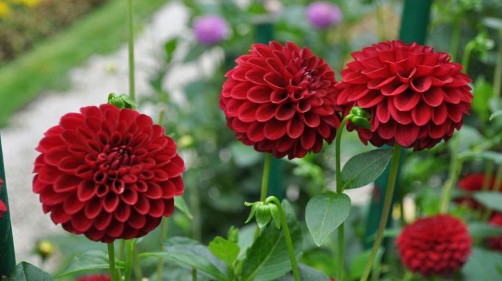 Estos son los maravillosos beneficios en la salud del consumo de la dalia