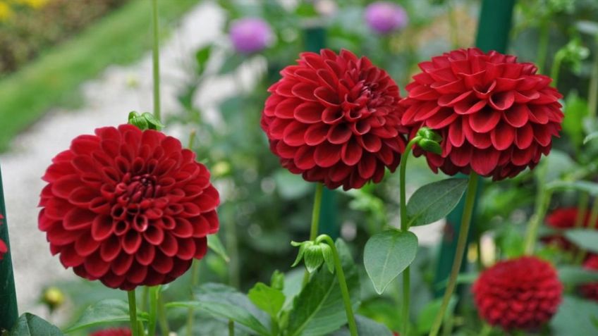 Estos son los maravillosos beneficios en la salud del consumo de la dalia