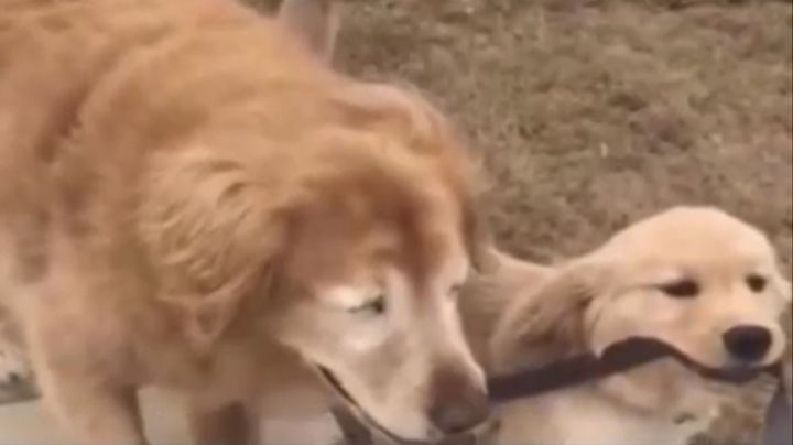 ¡Conmovedor! Cachorro se vuelve guía de perro tras quedar ciego por glaucoma