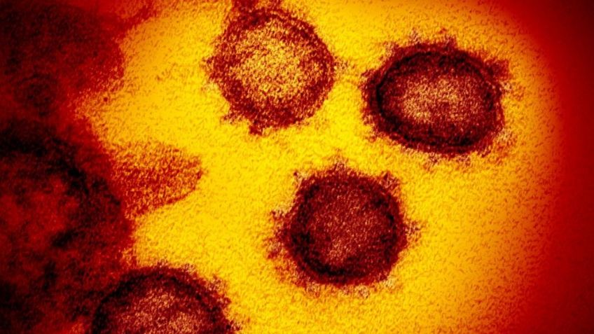 Científicos argentinos descubren genoma completo del coronavirus SARS-COV-2