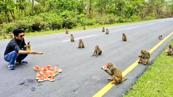 ¡Increíble pero cierto! Monos ponen el ejemplo para el distanciamiento social