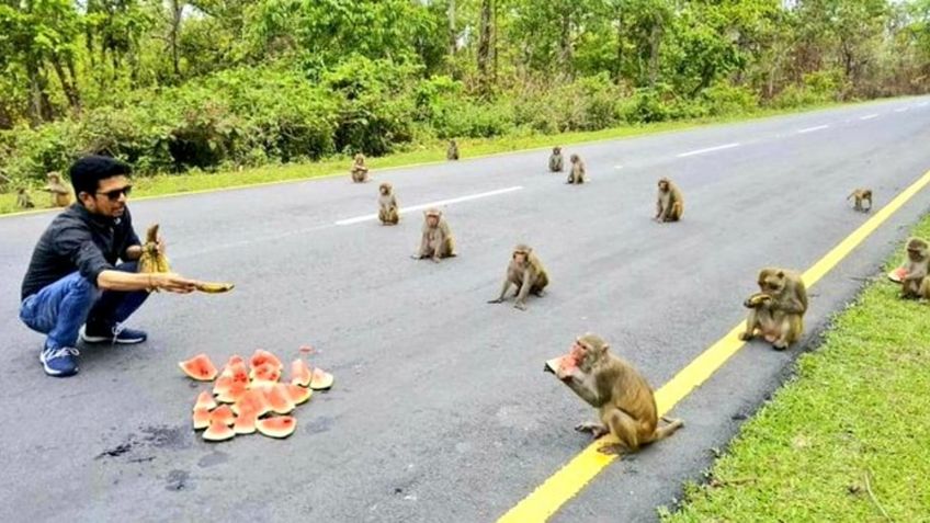 ¡Increíble pero cierto! Monos ponen el ejemplo para el distanciamiento social