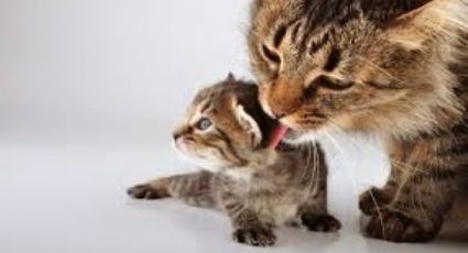 ¡Auténtico instinto maternal! Una gata lleva en su hocico a su cría hasta el hospital