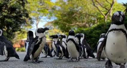 ¡Qué ternura! Pingüinos africanos salen a pasear en un zoo de Singapur para no aburrirse