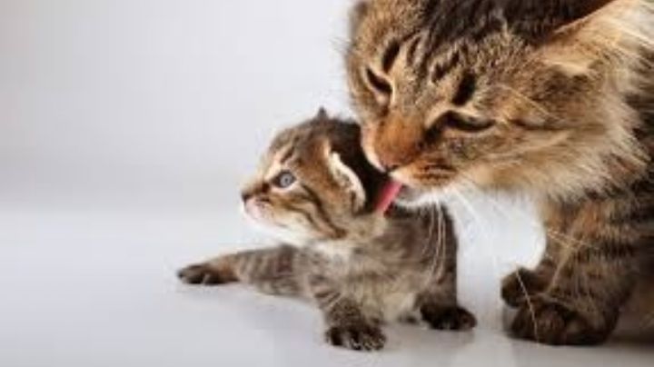 ¡Auténtico instinto maternal! Una gata lleva en su hocico a su cría hasta el hospital