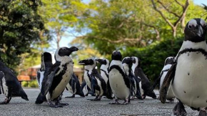 ¡Qué ternura! Pingüinos africanos salen a pasear en un zoo de Singapur para no aburrirse