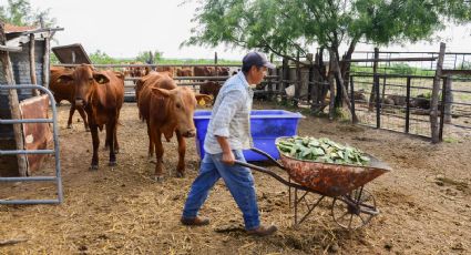 Reestructuración de subsectores ganaderos podría ser de beneficio para Sonora