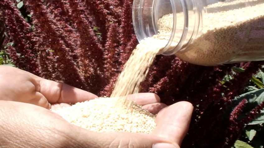 ¿Conoce el amaranto? Por estas razones es bueno añadirlo en la dieta diaria