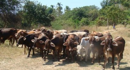 En Navojoa sigue vigente el robo de ganado y van 25 en el año