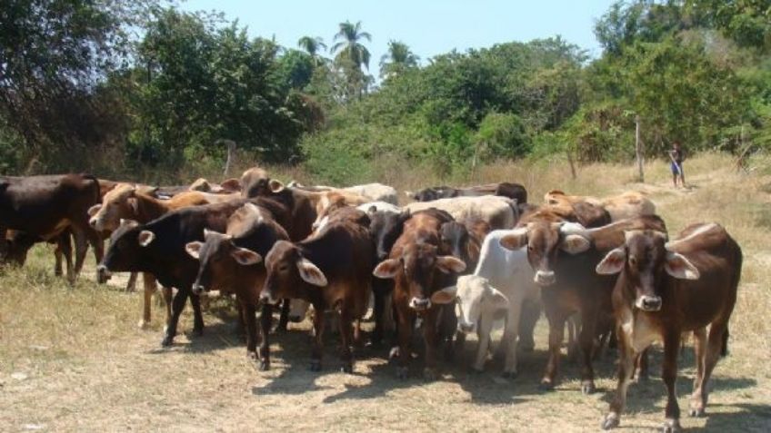 En Navojoa sigue vigente el robo de ganado y van 25 en el año