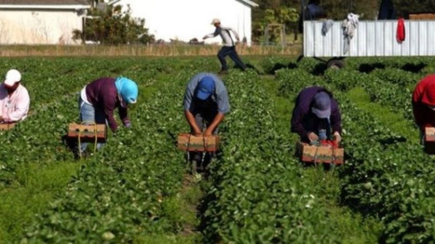 México prohíbe temporalmente a jornaleros viajar a Canadá por COVID-19