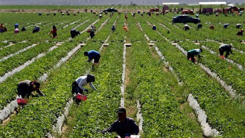 Lineamientos de Producción Orgánica buscan fortalecer el comercio