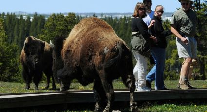 Mujer, atacada por un bisonte en el Parque Yellowstone por intentar una selfie