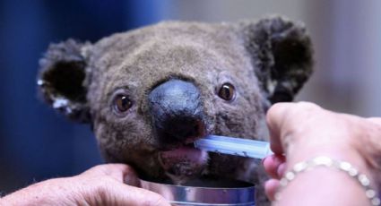 VIDEO: ¡De vuelta a casa! Regresan a koalas rescatados de incendios forestales en Australia