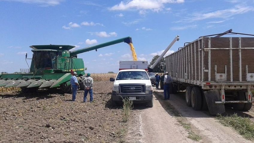 Actividad laboral agrícola de Sonora sufre desplome de 10 por ciento