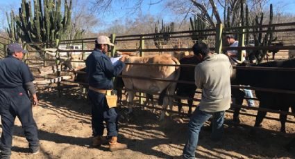 Sonora segundo lugar en exportación de ganado en pie a Estados Unidos