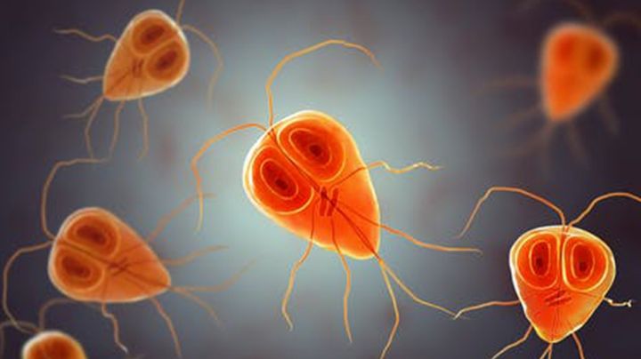 ¡Impactante! Descubren existencia de un 'parásito comelenguas' dentro de un pez