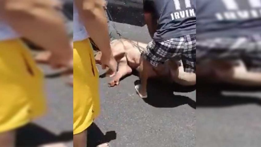 VIDEO: Volcadura de tráiler que transportaba puercos desata fúrica rapiña