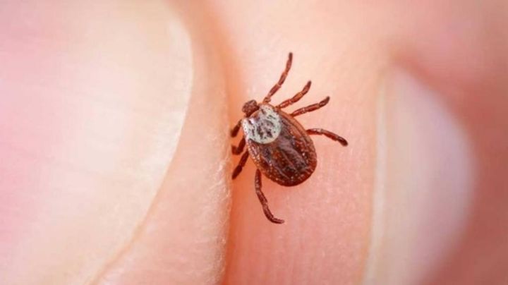 China se enfrenta a nuevo virus: Se transmite por una garrapata y ha provocado muertes