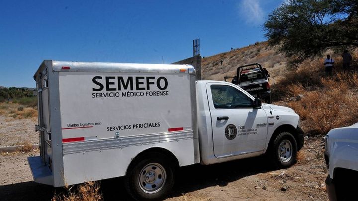 Ciudad Obregón: Muere sexagenario atacado por abejas cuando pastoreaba borregos