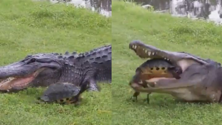VIDEO: Tras varios intentos, caimán fracasó al comerse una tortuga y se hace viral