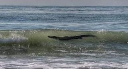 Autoridades alertan sobre playas de Acapulco: Cocodrilo amenaza en las orillas del mar