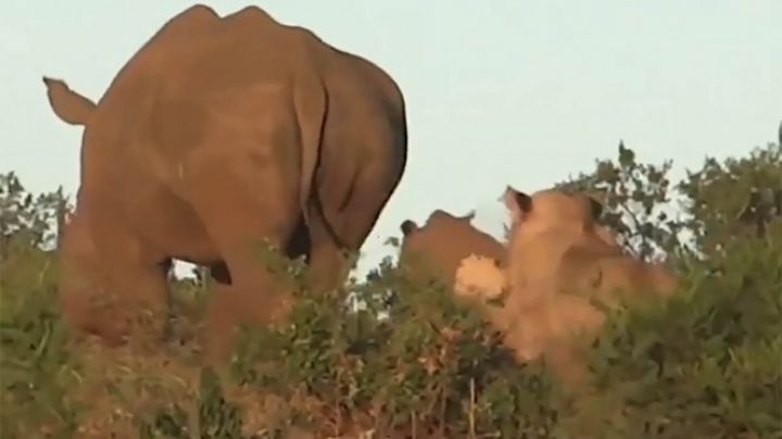 VIDEO: Mamá rinoceronte protege a su cría de la emboscada de un león en Sudáfrica