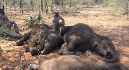Ya son 22 los elefantes muertos por una presunta bacteria en Zimbabue