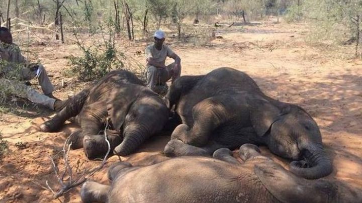 Ya son 22 los elefantes muertos por una presunta bacteria en Zimbabue