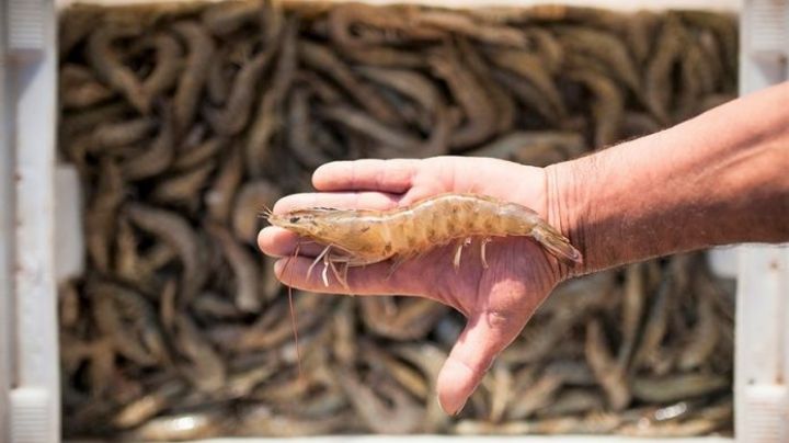 TLC con Ecuador, la quiebra para la industria camaronera sonorense