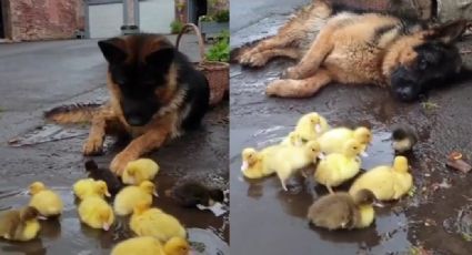 Pastor alemán enternece redes al 'adoptar' a patitos y cuidarlos al jugar