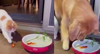VIDEO: Perro se viraliza al salvar a un pez de ser devorado por un gato