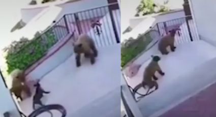 Bulldog francés se enfrenta a dos osos que invaden su vivienda y logra salir ileso