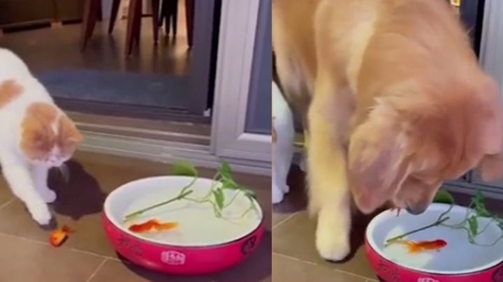 VIDEO: Perro se viraliza al salvar a un pez de ser devorado por un gato