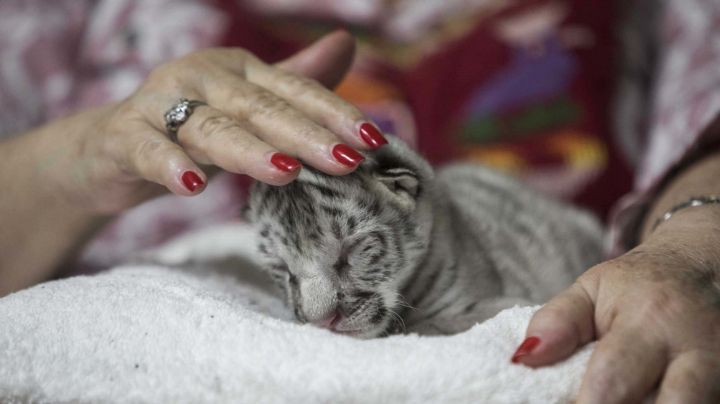 Nieve: La tigresa blanca que se viraliza al nacer de dos tigres de bengala con pelaje amarillo y negro