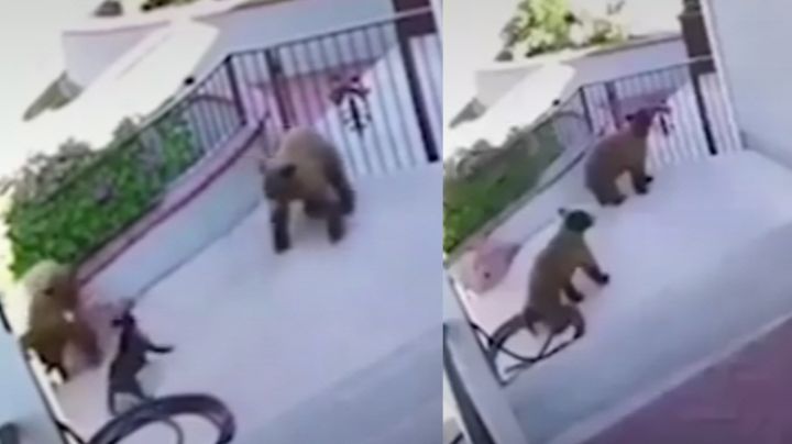 Bulldog francés se enfrenta a dos osos que invaden su vivienda y logra salir ileso