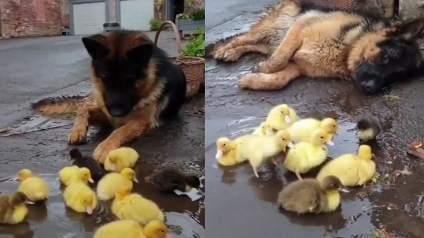 Pastor alemán enternece redes al 'adoptar' a patitos y cuidarlos al jugar
