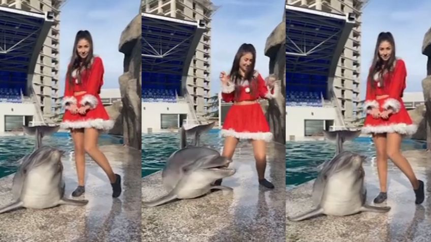 VIDEO: Delfín se viraliza al realizar famosa coreografía de TikTok fuera del agua