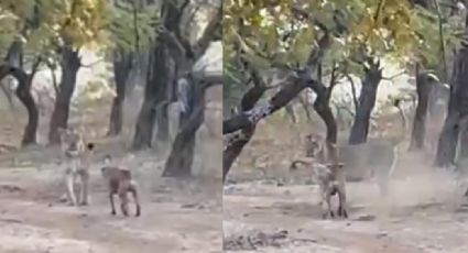 VIDEO: Perro callejero se enfrenta en feroz pelea a leona y la ahuyenta