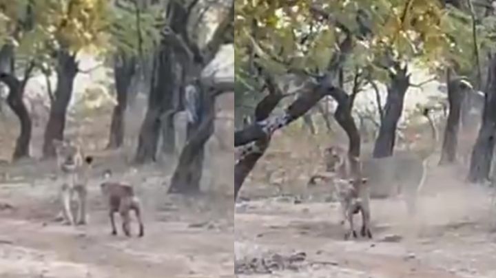 VIDEO: Perro callejero se enfrenta en feroz pelea a leona y la ahuyenta