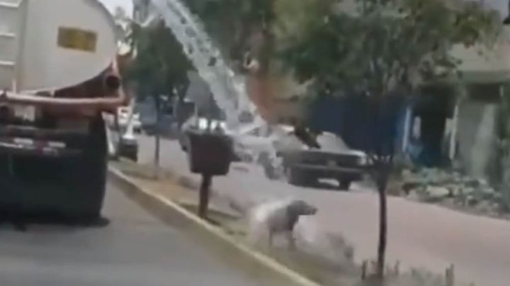 VIDEO: Perro aprovecha el sistema de riego para darse un divertido baño