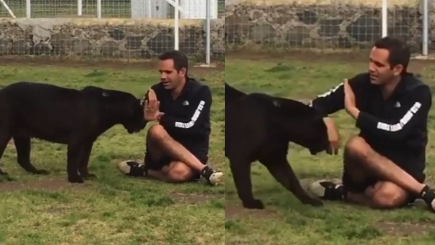 VIDEO: Pantera intenta ataca a su cuidador y este logra zafarse al hacer esto