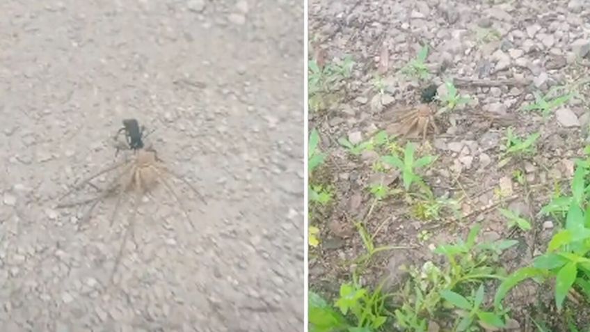 Avispa impacta las redes sociales al arrastrar a una enorme araña cazadora por el campo