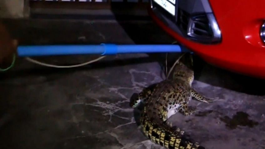 Hombre se lleva terrible susto al encontrar a feroz cocodrilo debajo de su automóvil