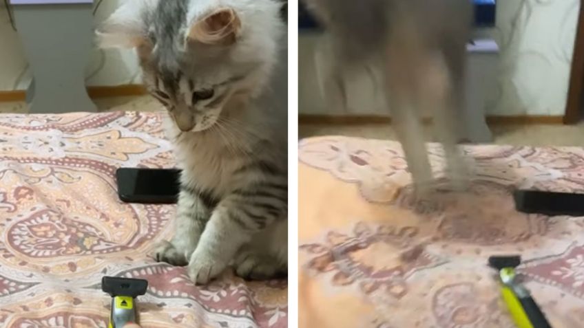 VIDEO: Gatito se lleva el susto de su vida al pelear con rasuradora eléctrica